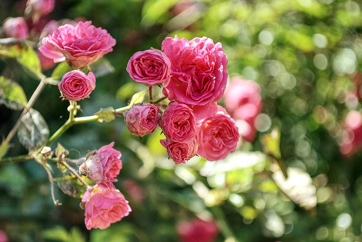 Roses in the garden after pruning