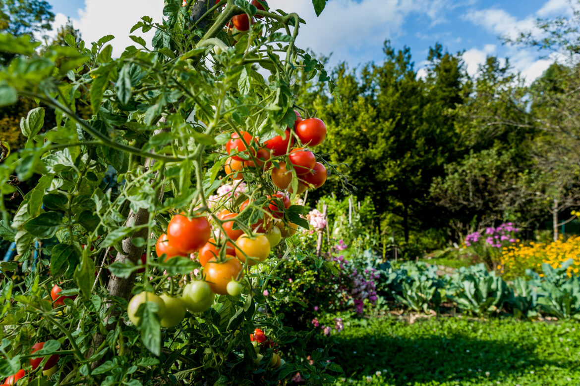 tomato