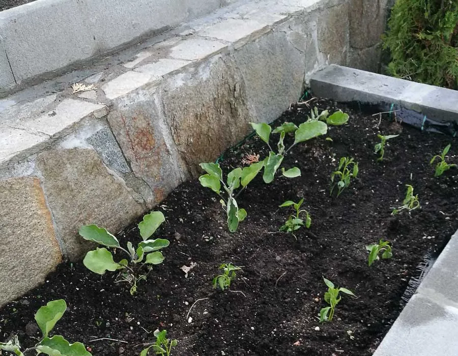 raised bed