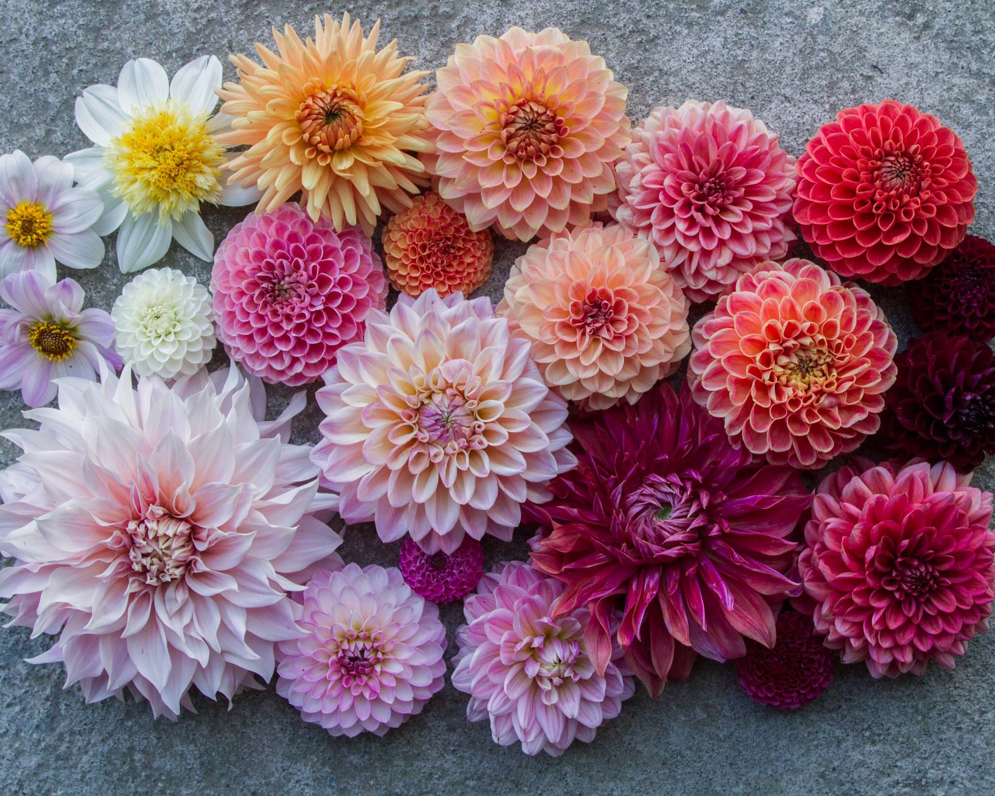 Different dahlia varieties and flower forms