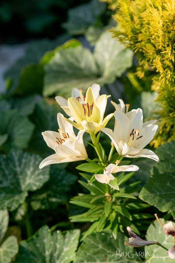 Vertical photograph of a white lily