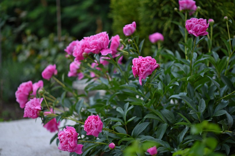 Lush peony bush in the garden