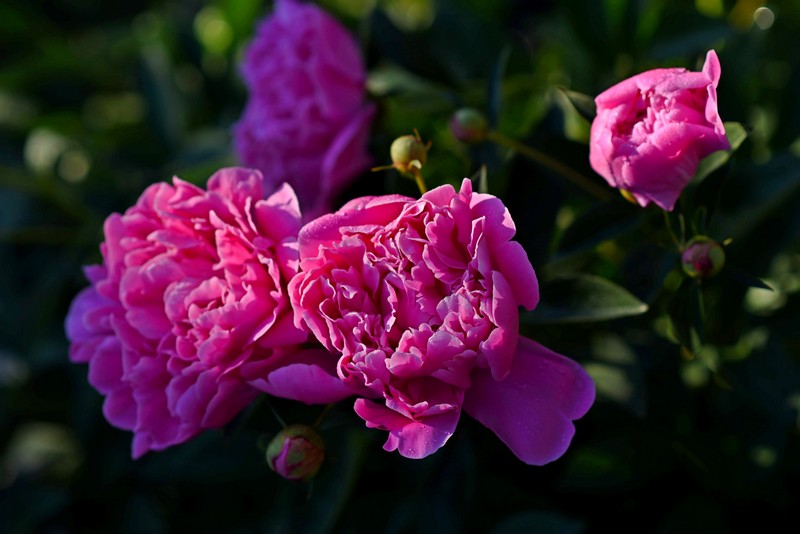 Peony flower close-up