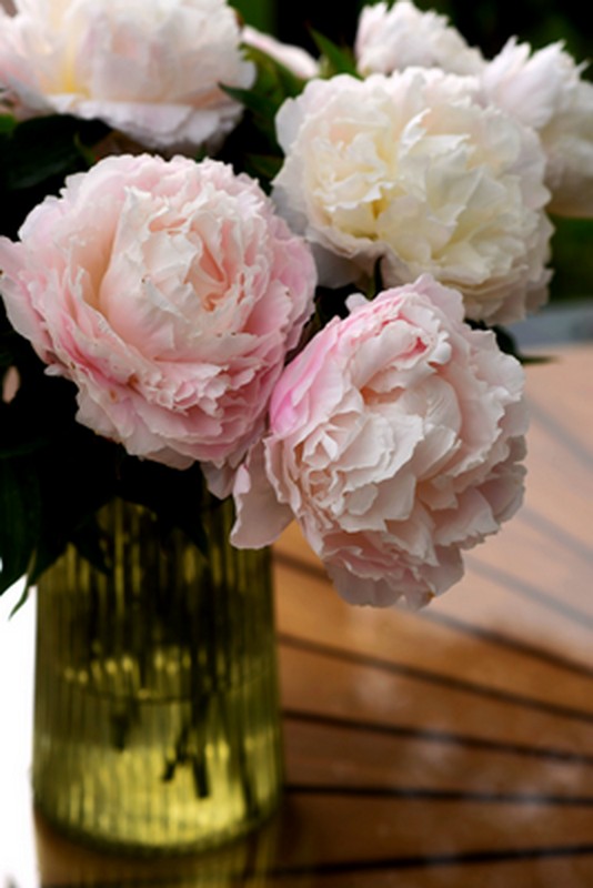 Peonies in a home setting