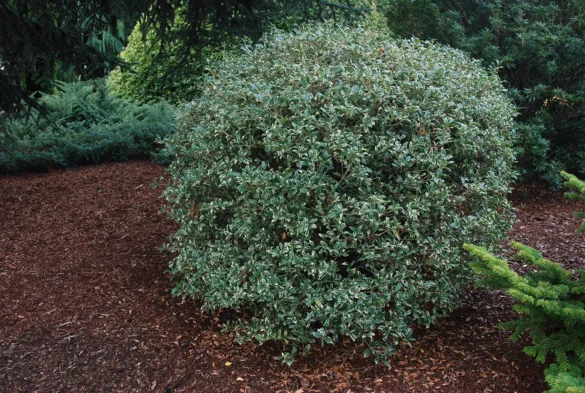 Osmanthus - растение за двора