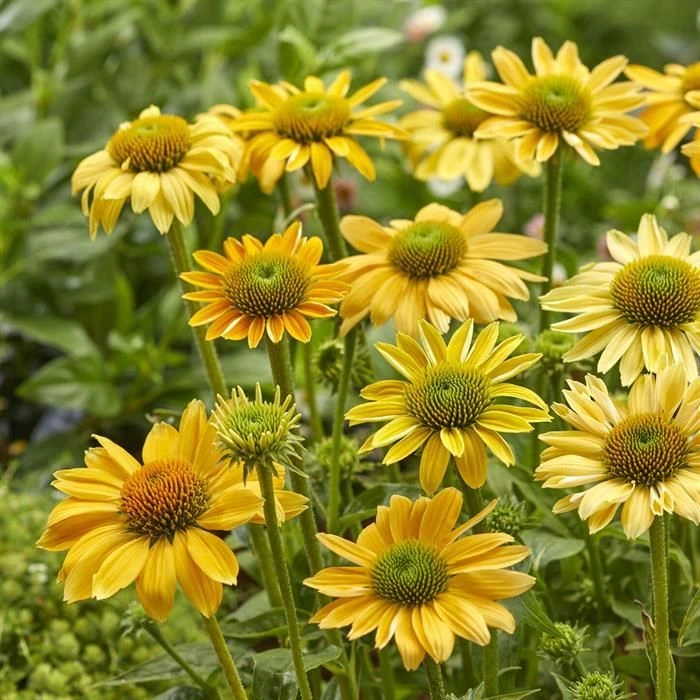 Echinacea in full bloom