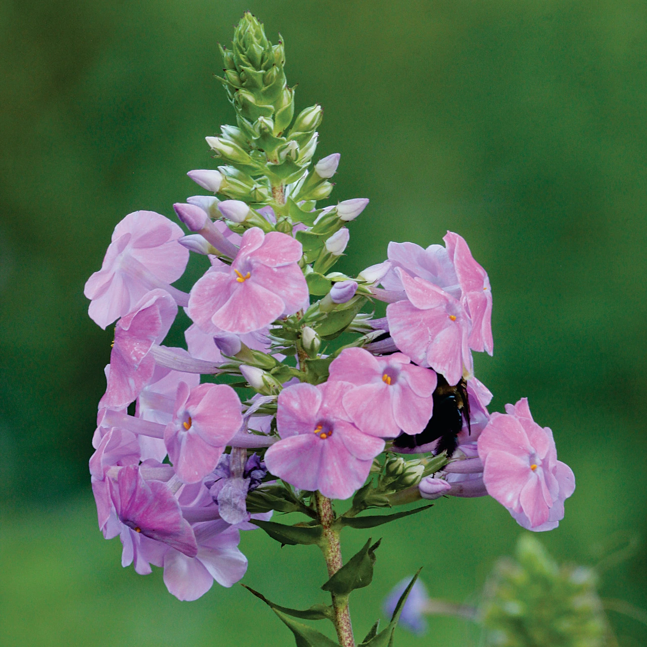 Флокс (Phlox) в летен цъфтеж