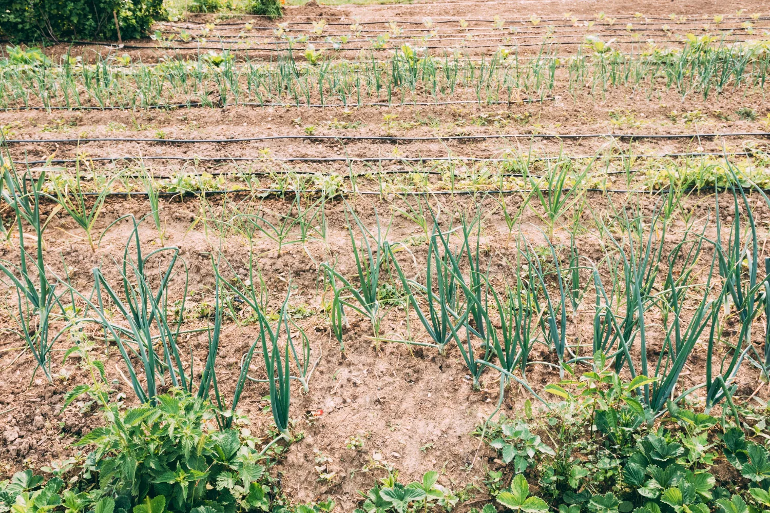 garlic planted in rows