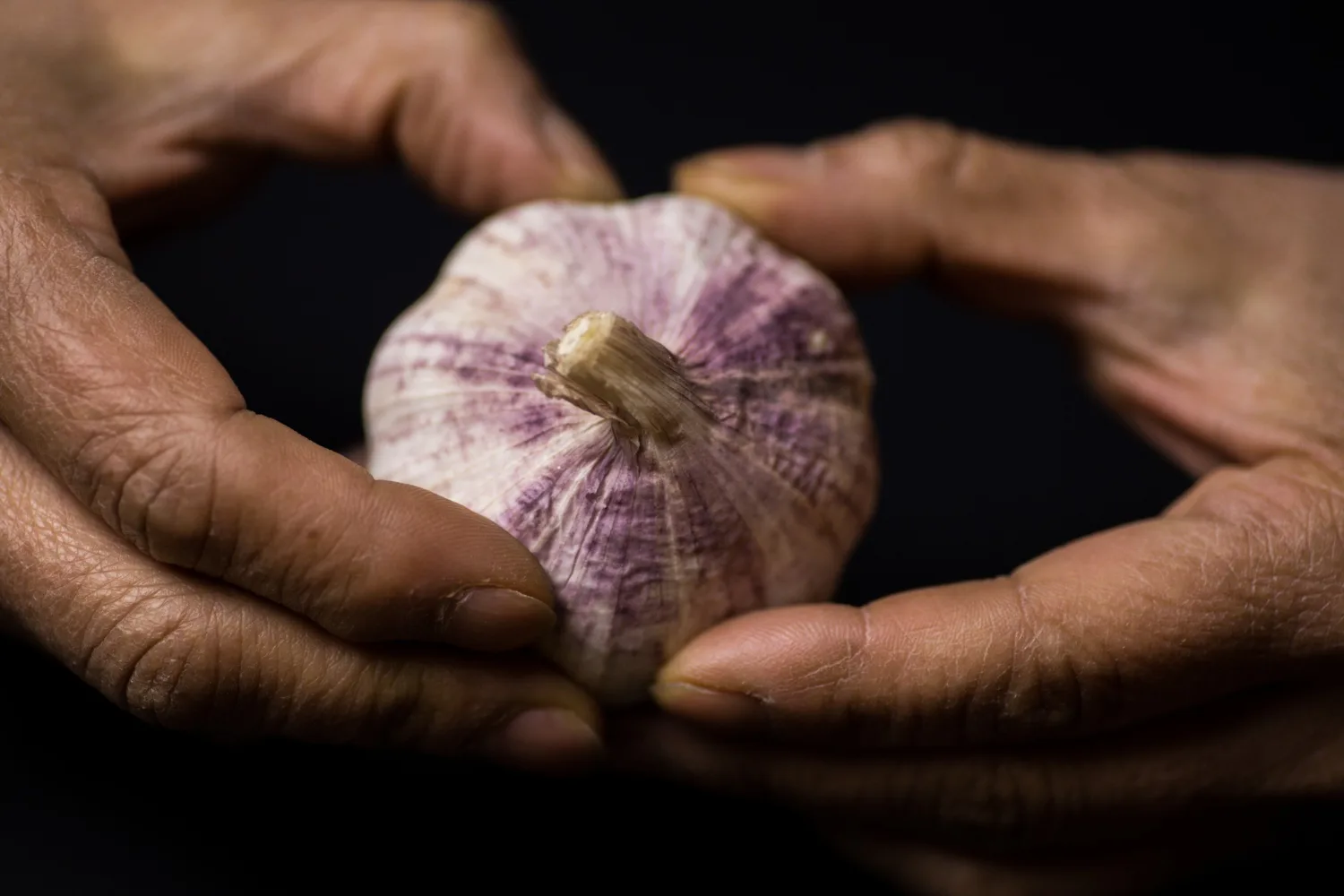 Planting garlic in the garden