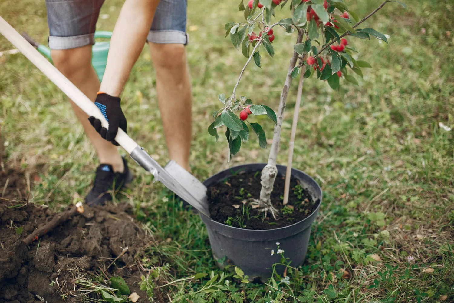 Planting a fruit tree sapling in a prepared hole