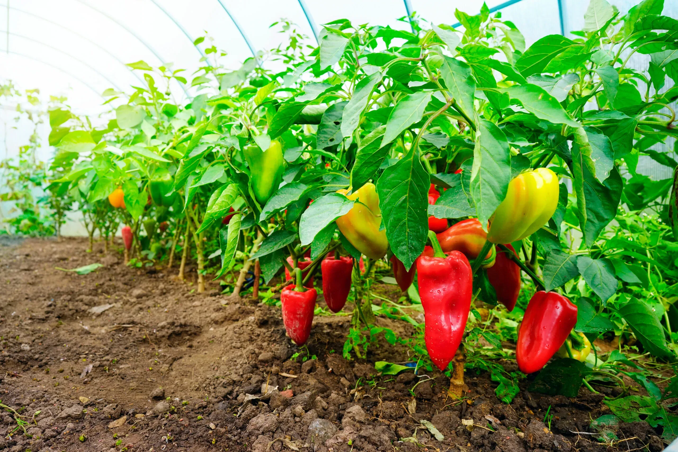 Ripening peppers in a home garden