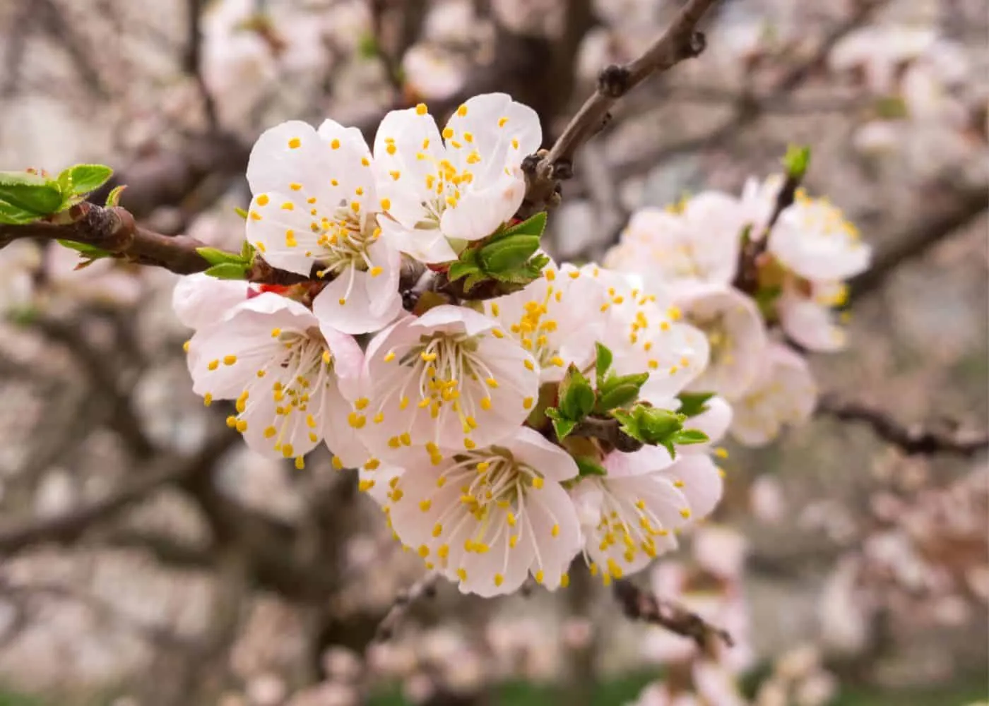 apricot blossom and fruit