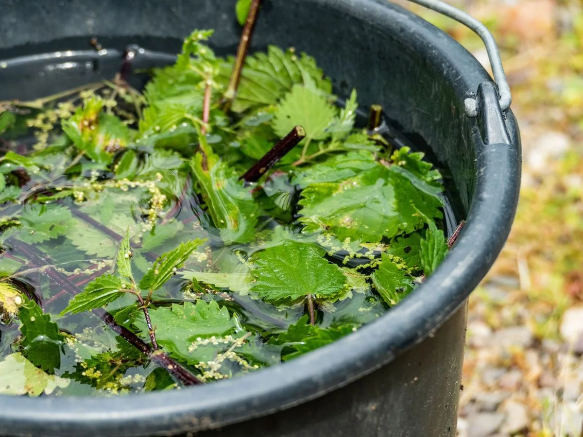 nettle fermentation for liquid fertilizer