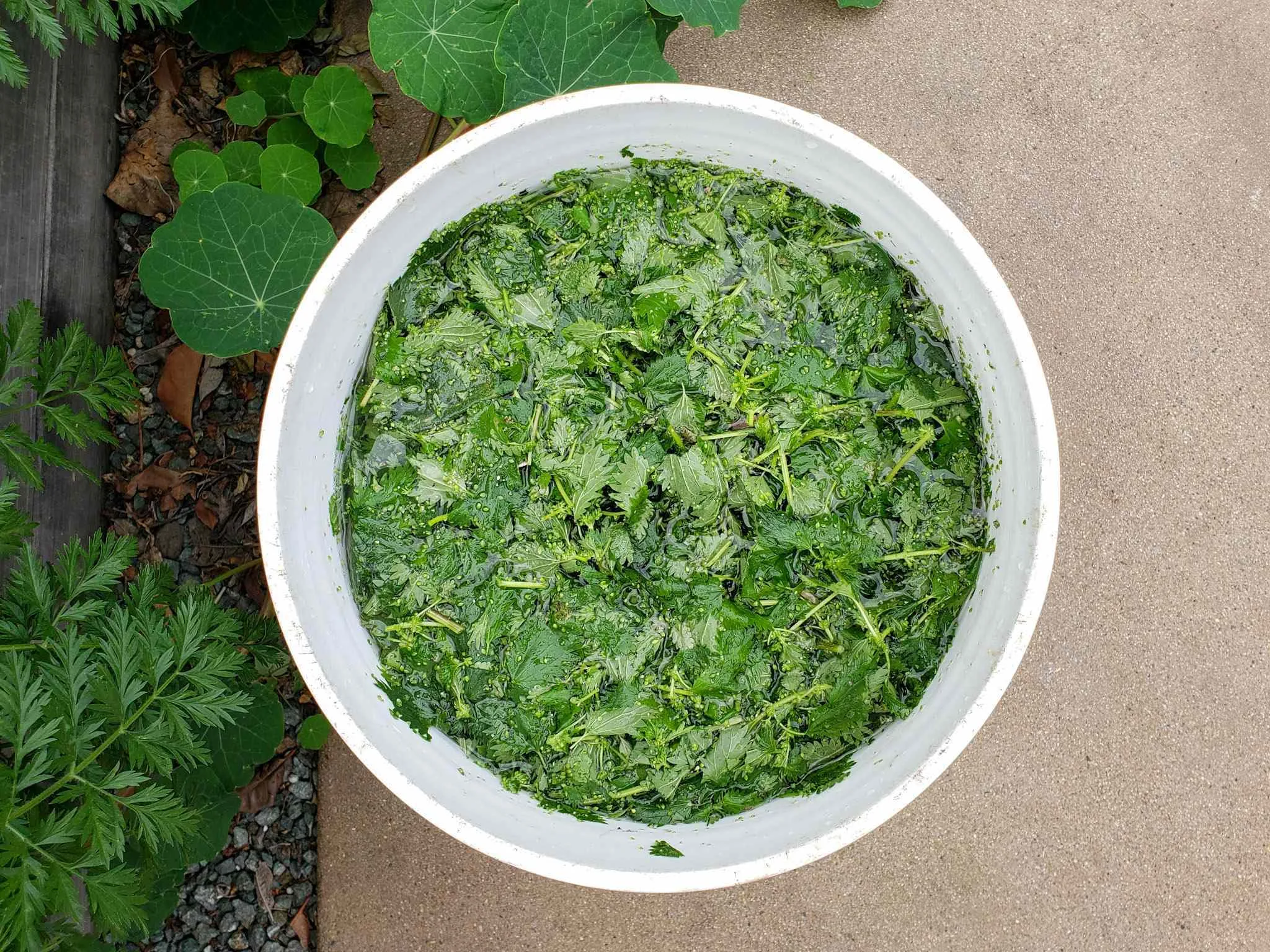 fermenting nettle extract in a bucket for organic feeding