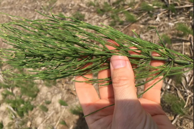 horsetail for preparing a preventive decoction in the organic garden