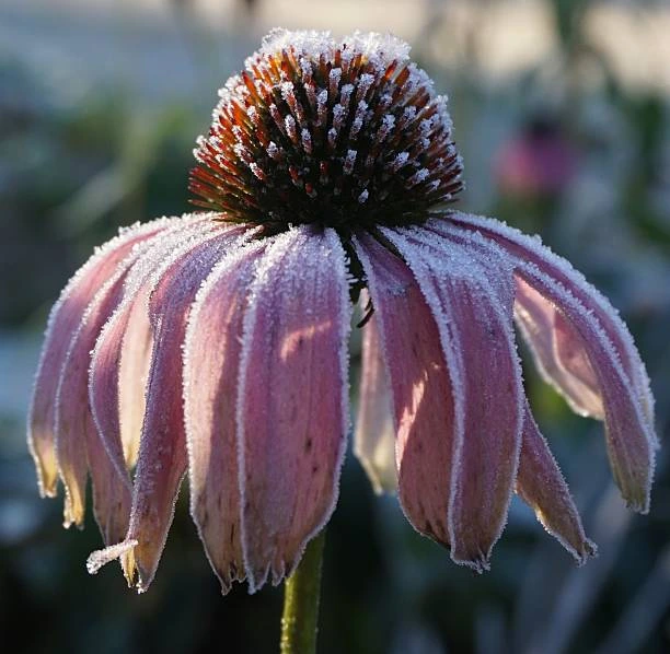 Echinacea in a garden border