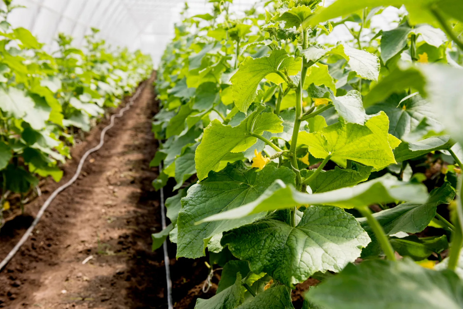 growing cucumbers in the garden