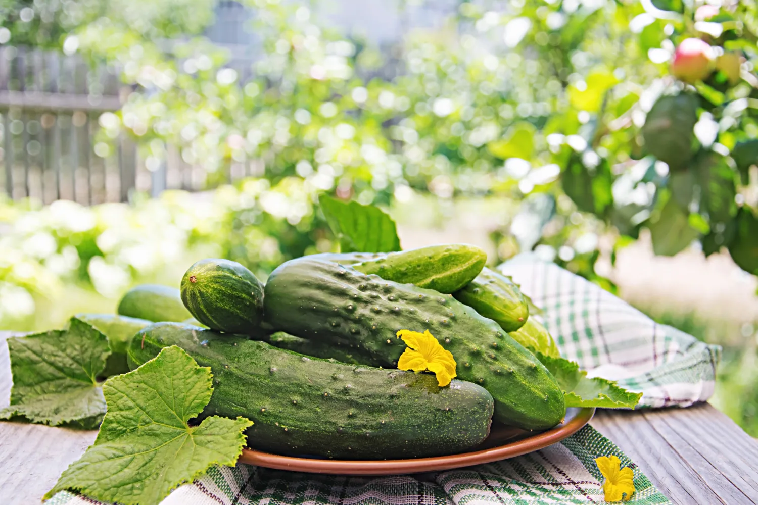 cucumbers in a home vegetable garden