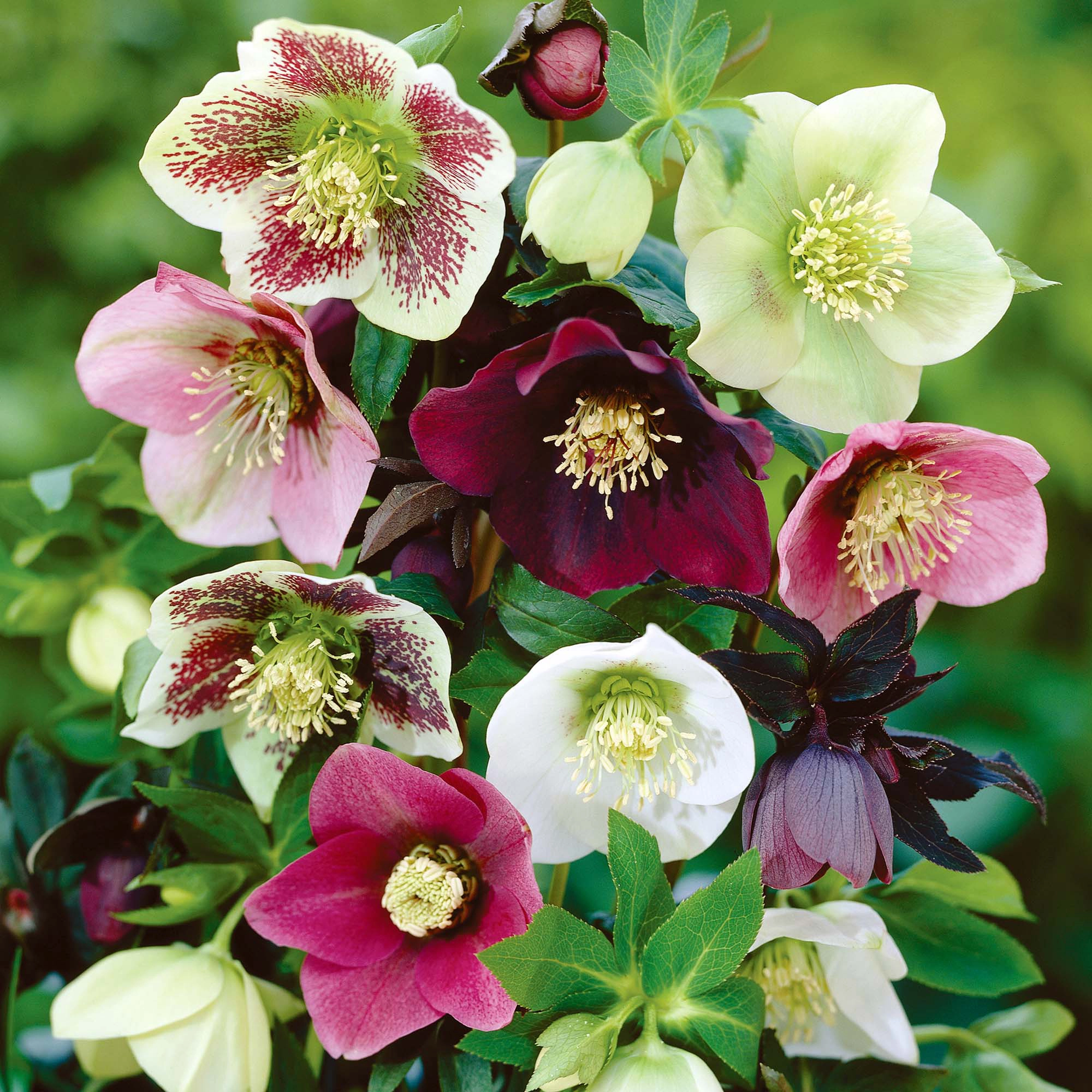 Hellebore flower blooming in winter