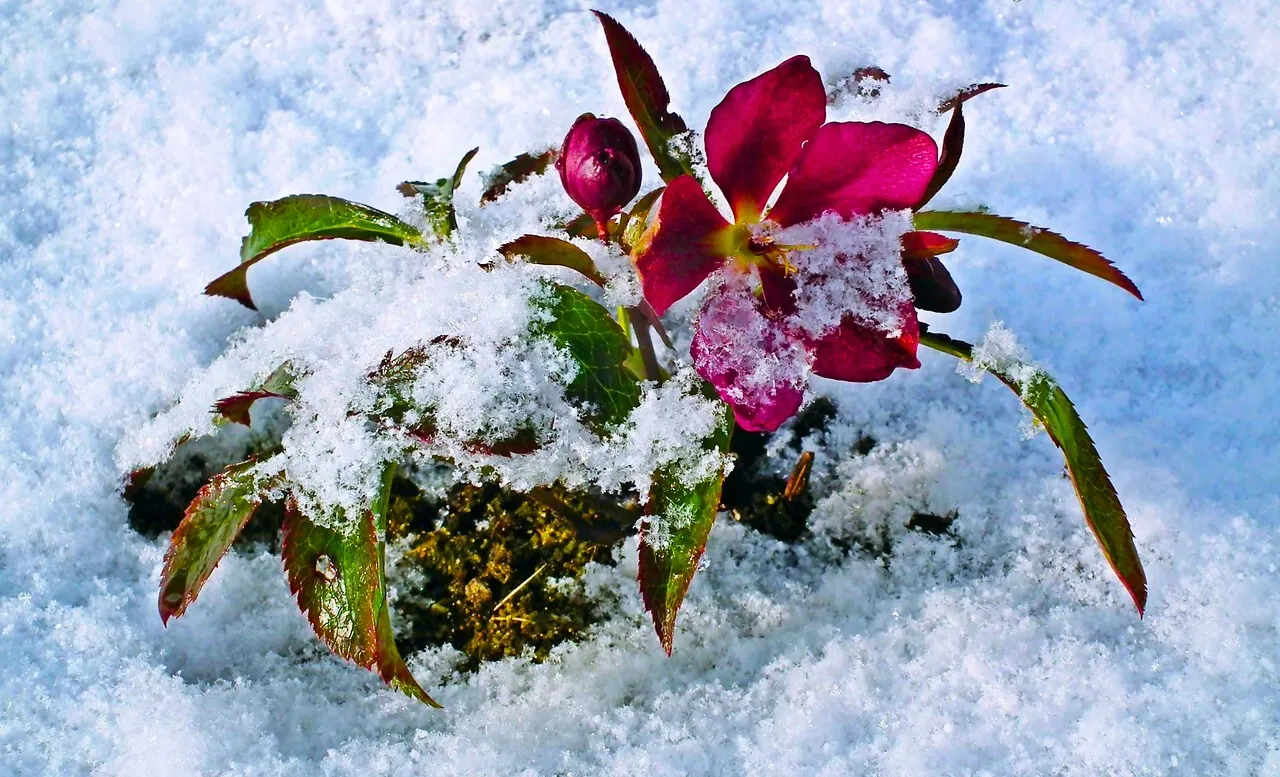 Hellebore growing in a winter garden