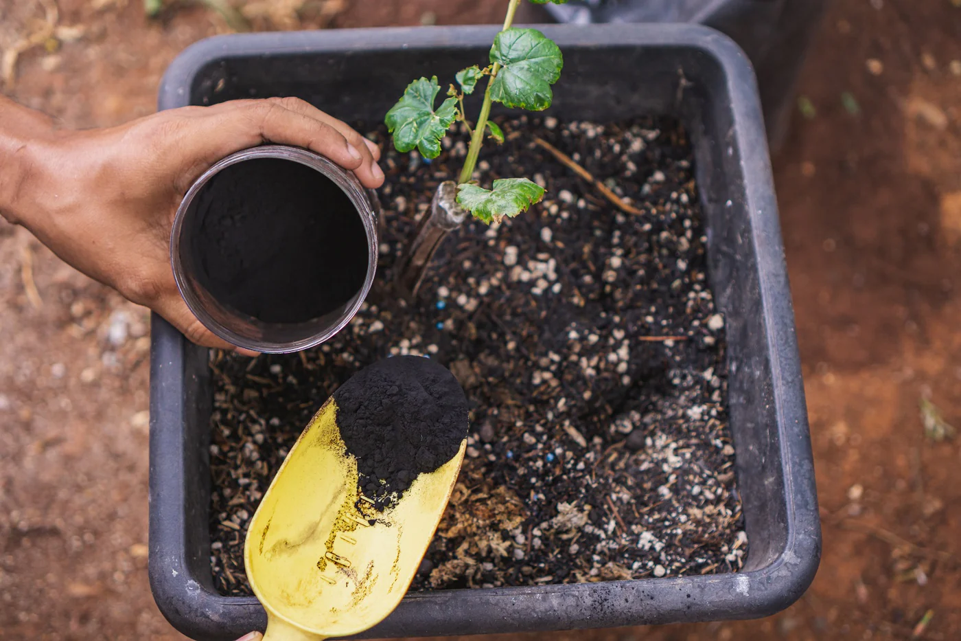 leonardite as a soil improver for an organic garden