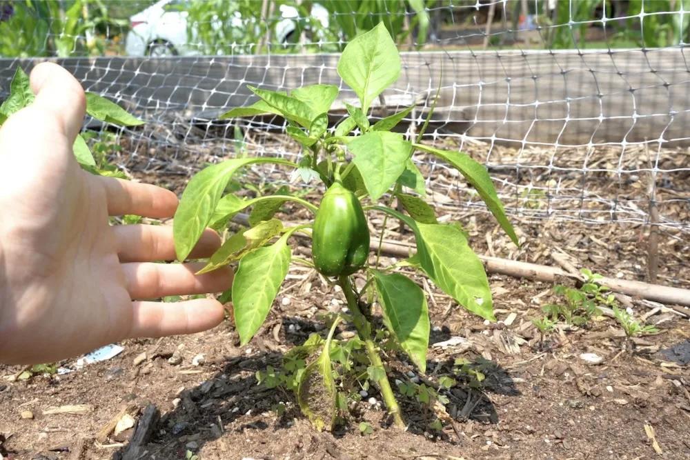Peppers in the vegetable garden