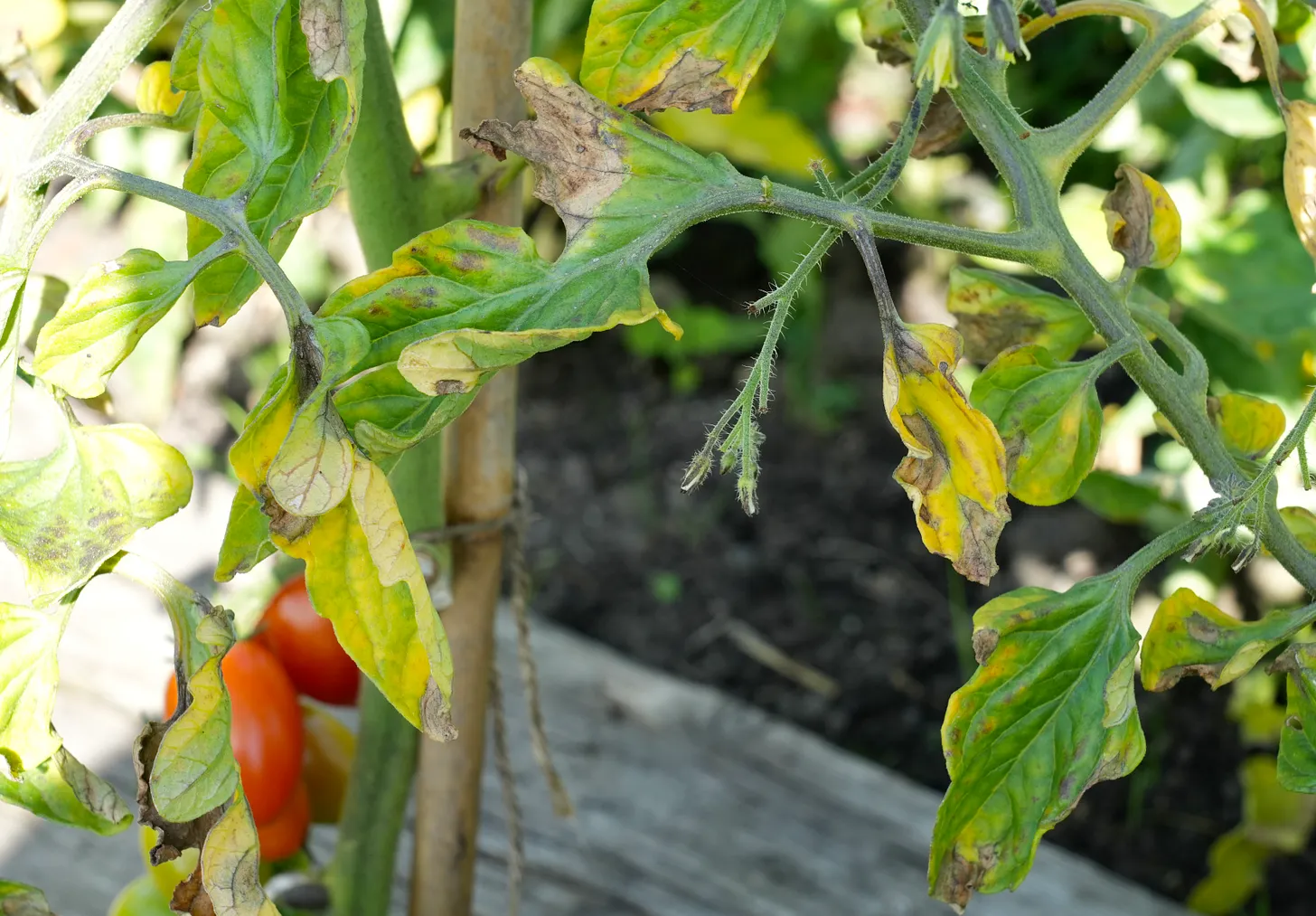 tomato blight in the vegetable garden