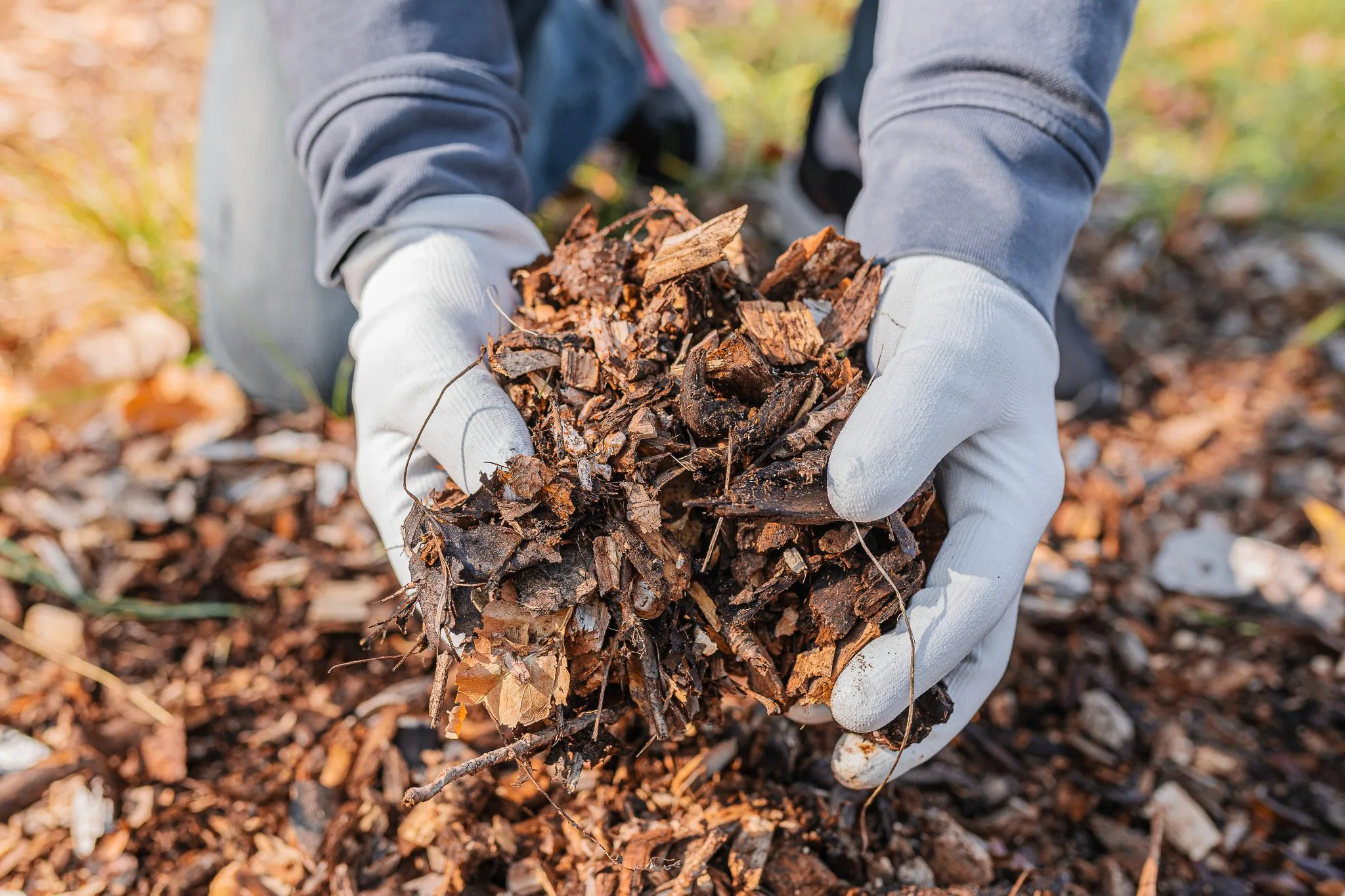 Mulching around a young fruit tree