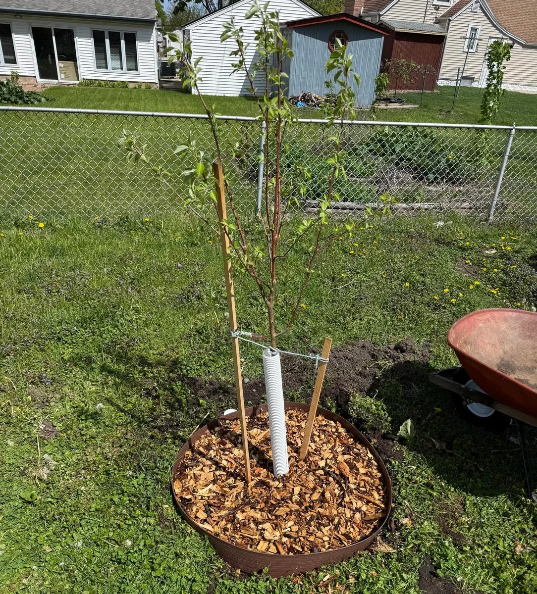 Young fruit tree seedling planted in a garden