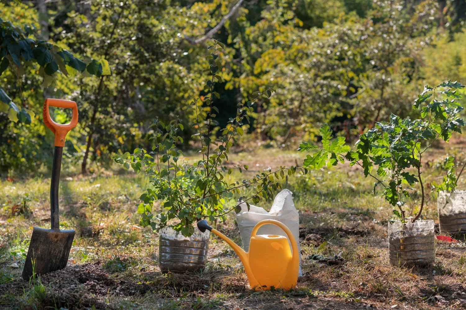 Choosing a site for planting a fruit tree