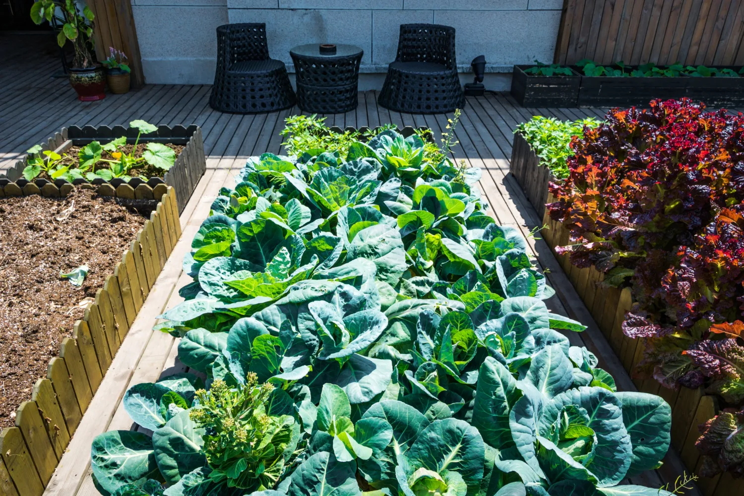 raised beds in a vegetable garden