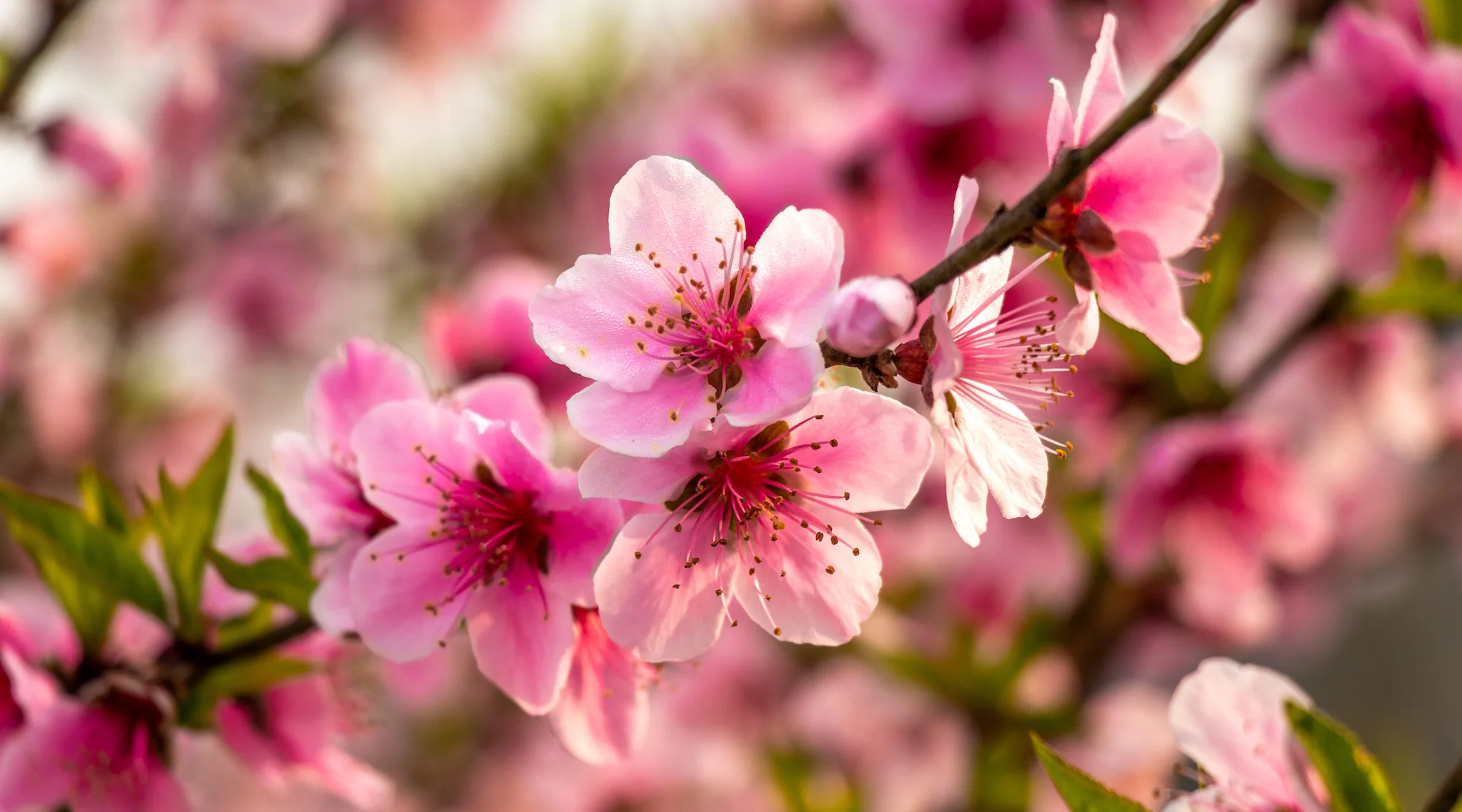 young peach tree in the garden