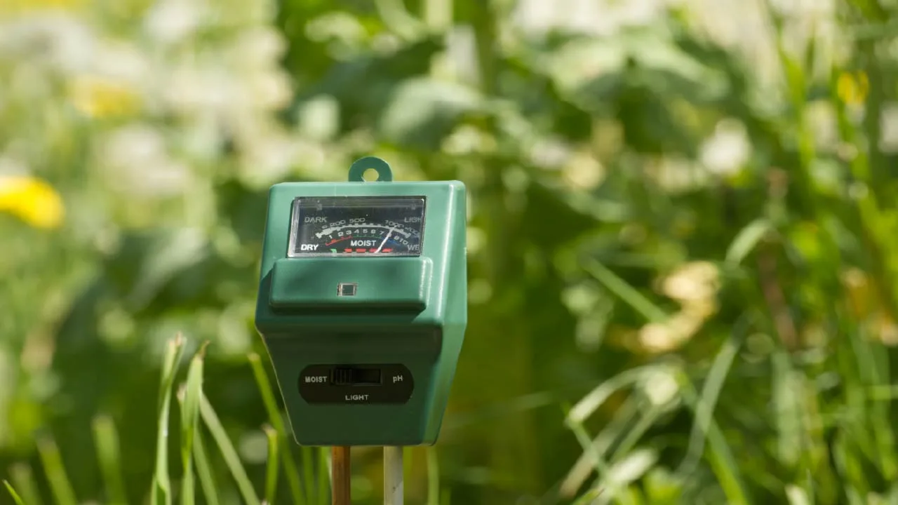 checking soil moisture