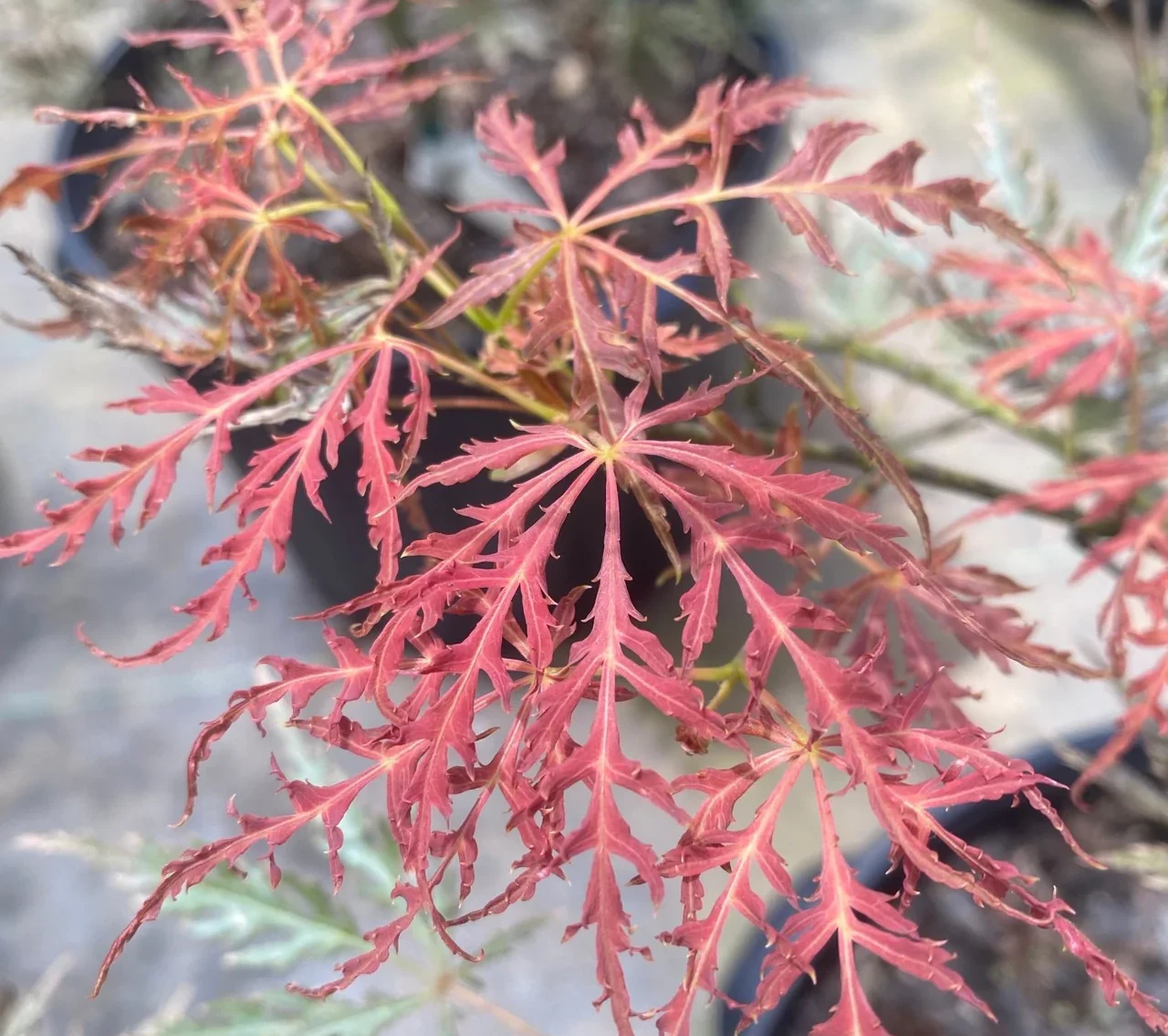 Листа на японски клен Acer palmatum в близък план