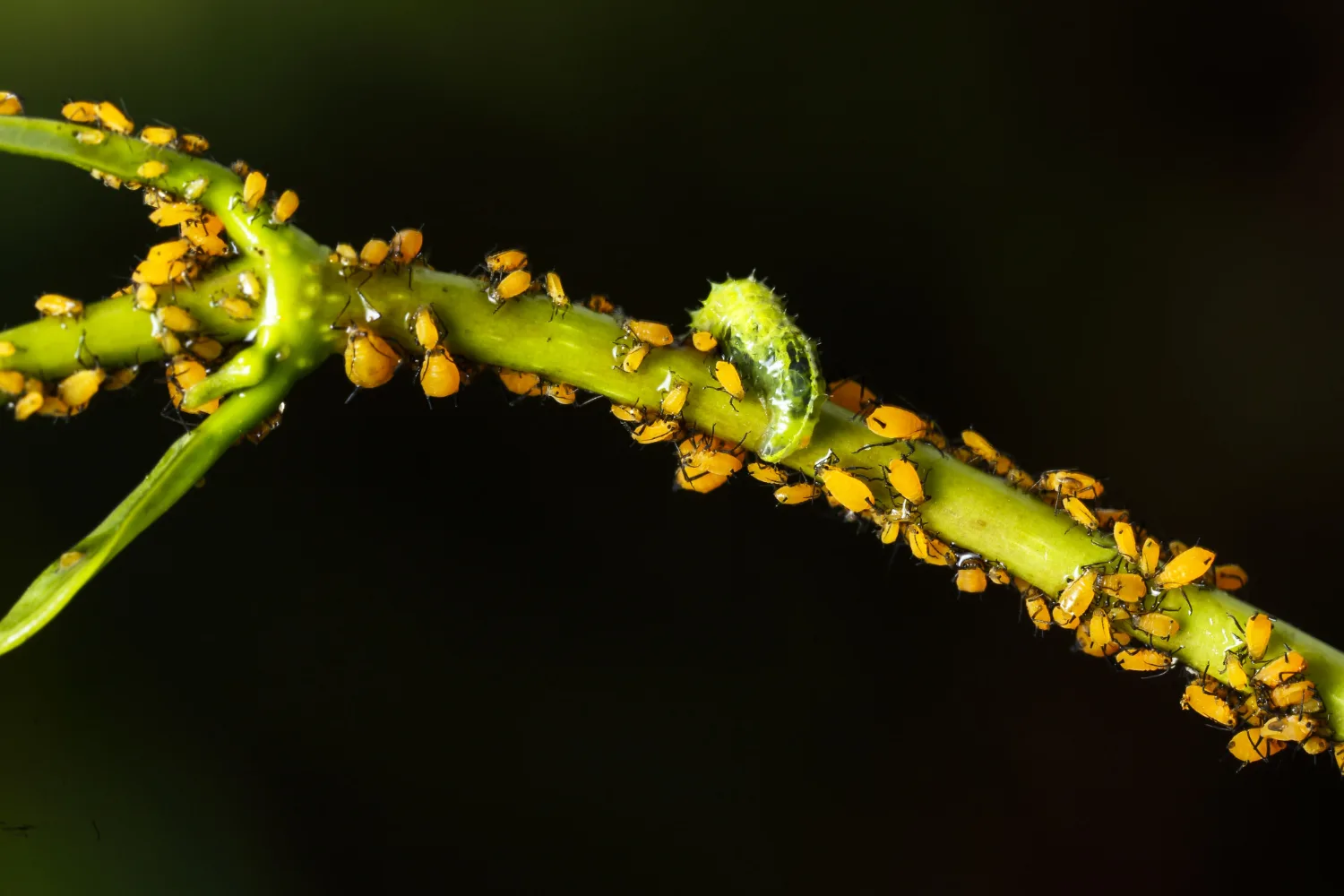 plant pests
