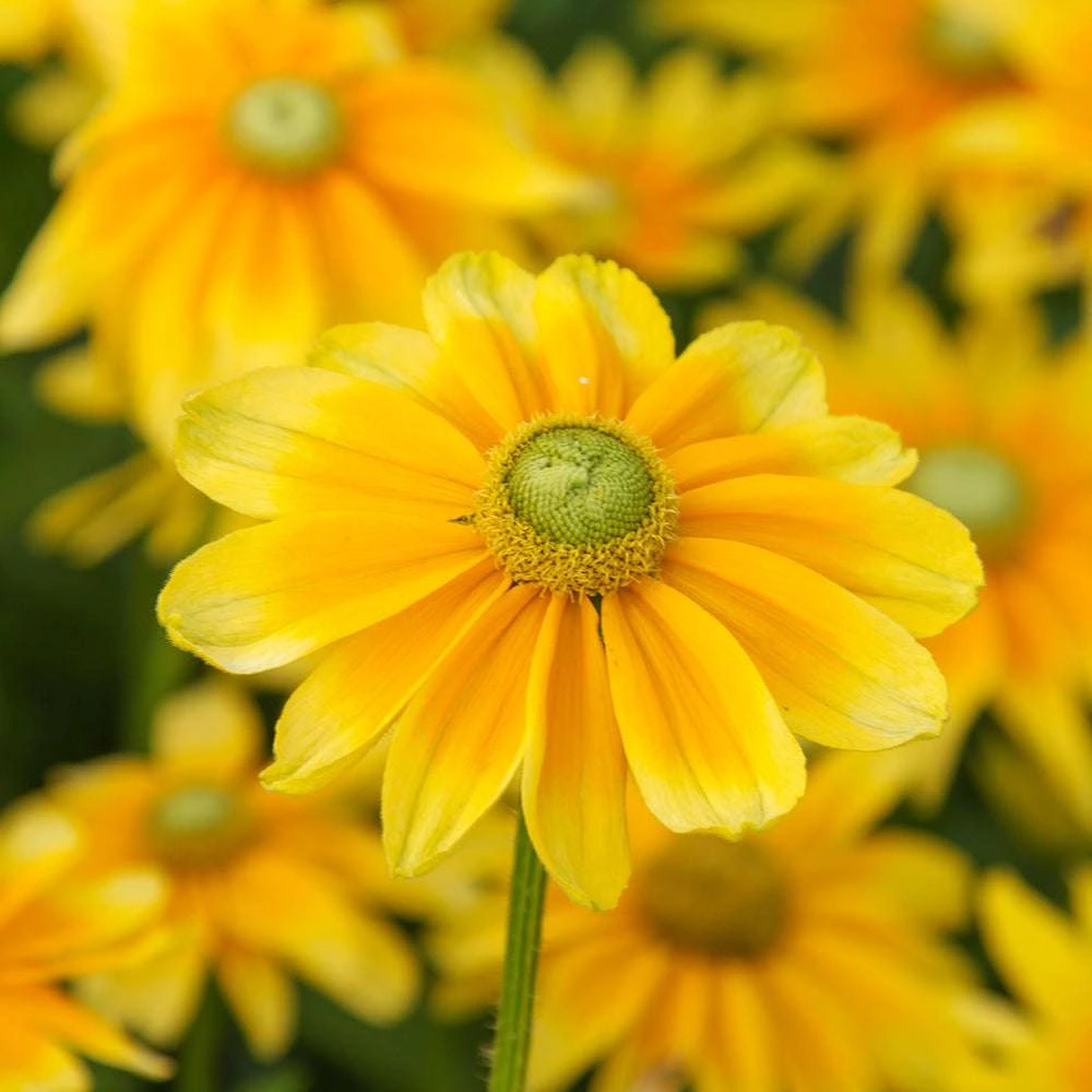 Рудбекия (Rudbeckia) в летен цъфтеж