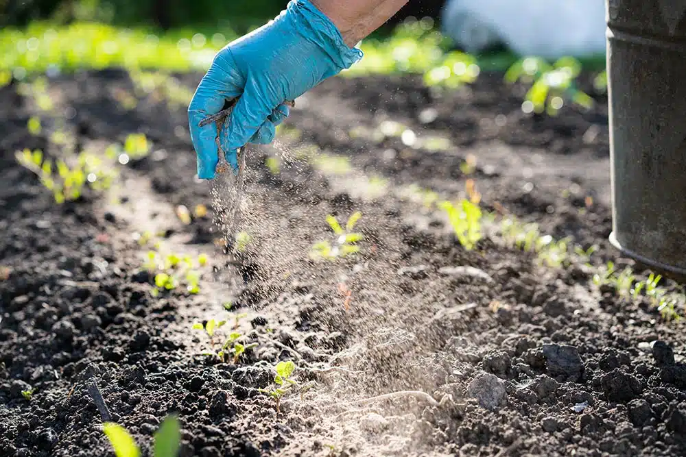 spreading wood ash around plants