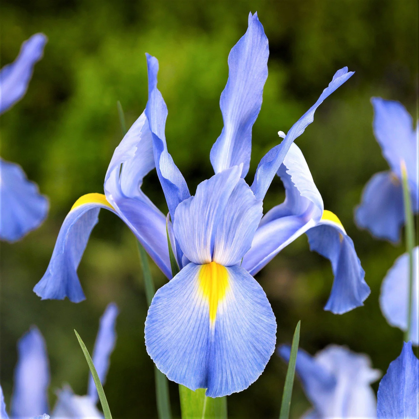 Ирис (Iris) в пролетен цъфтеж