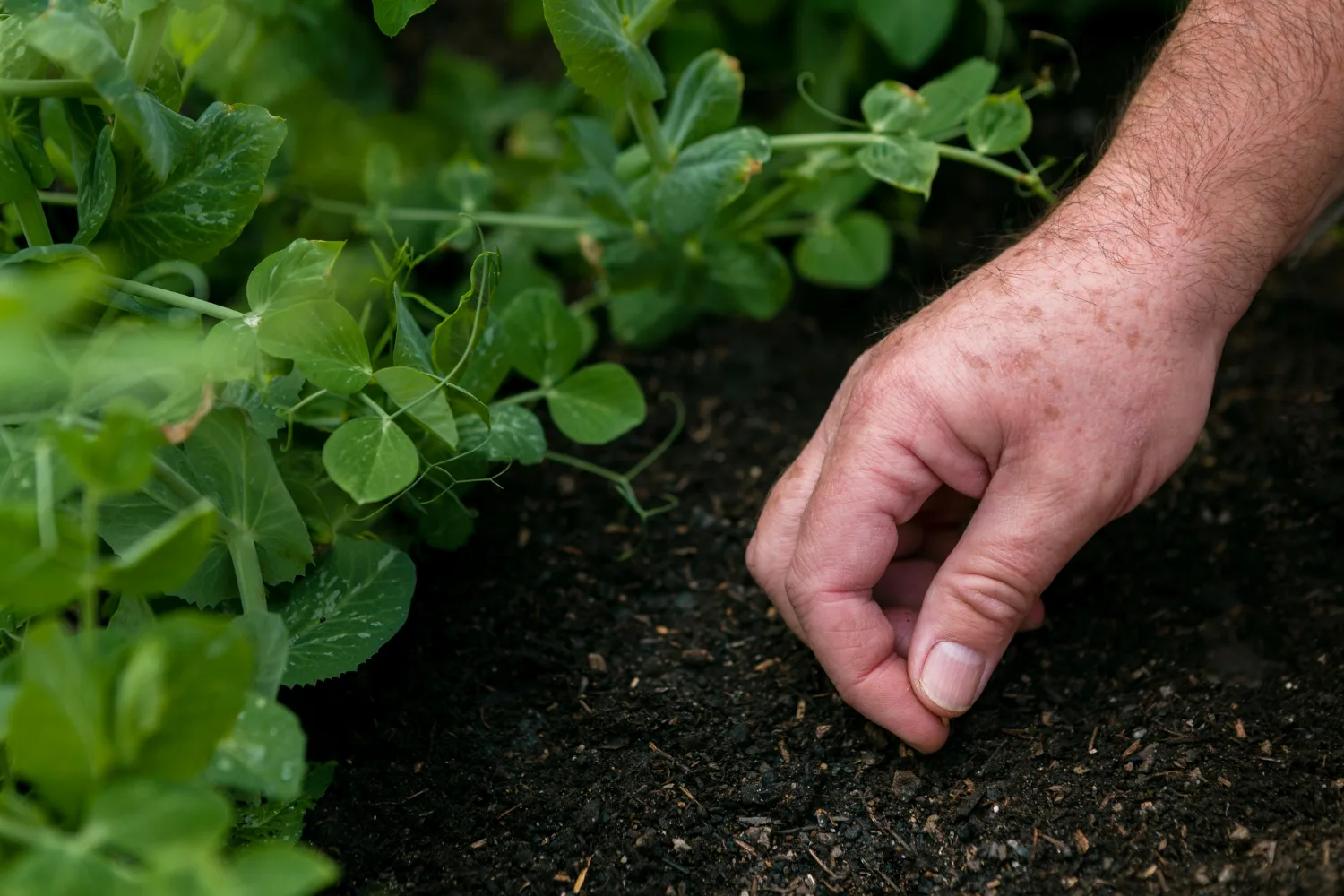 soil hand test in garden