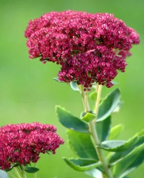 Седум (Sedum) в градината
