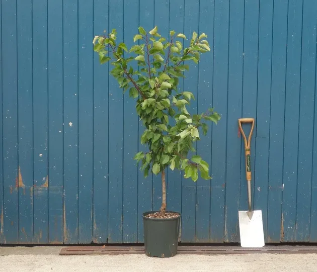 planting apricot tree