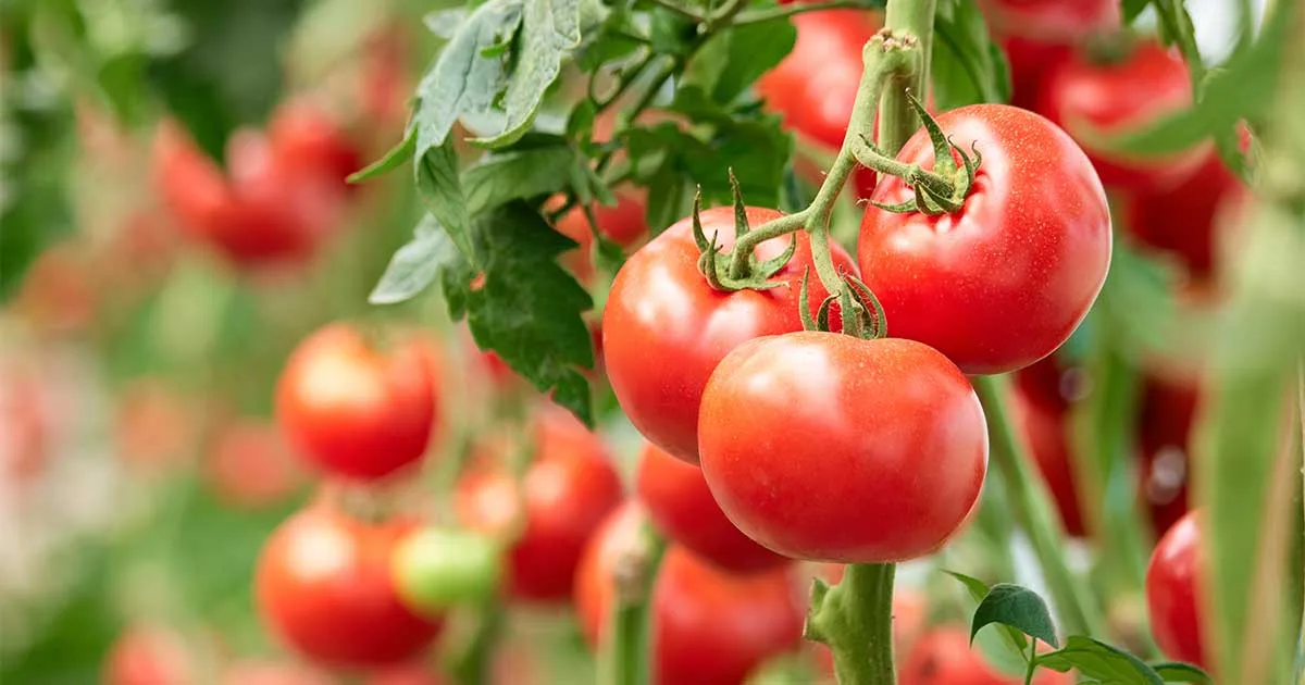 healthy tomatoes in the vegetable garden