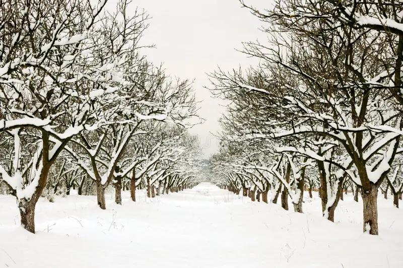 Winter orchard and pruning