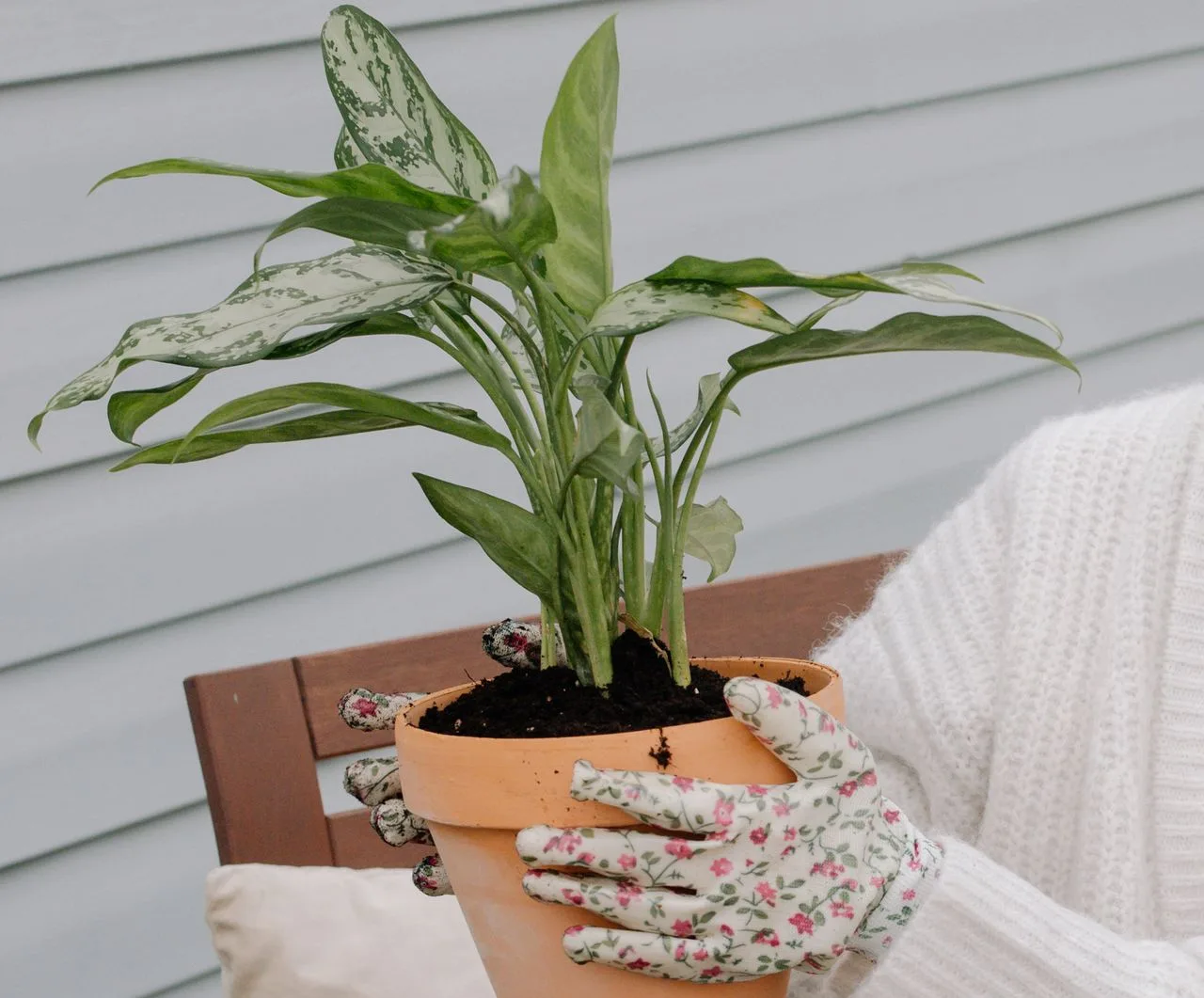 aglaonema Chinese evergreen houseplant indoors