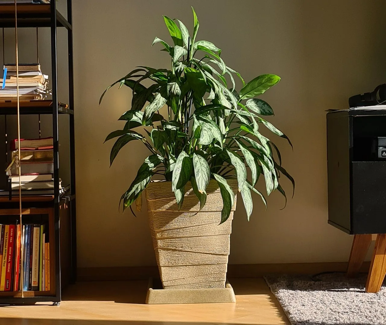 aglaonema houseplant in a home interior