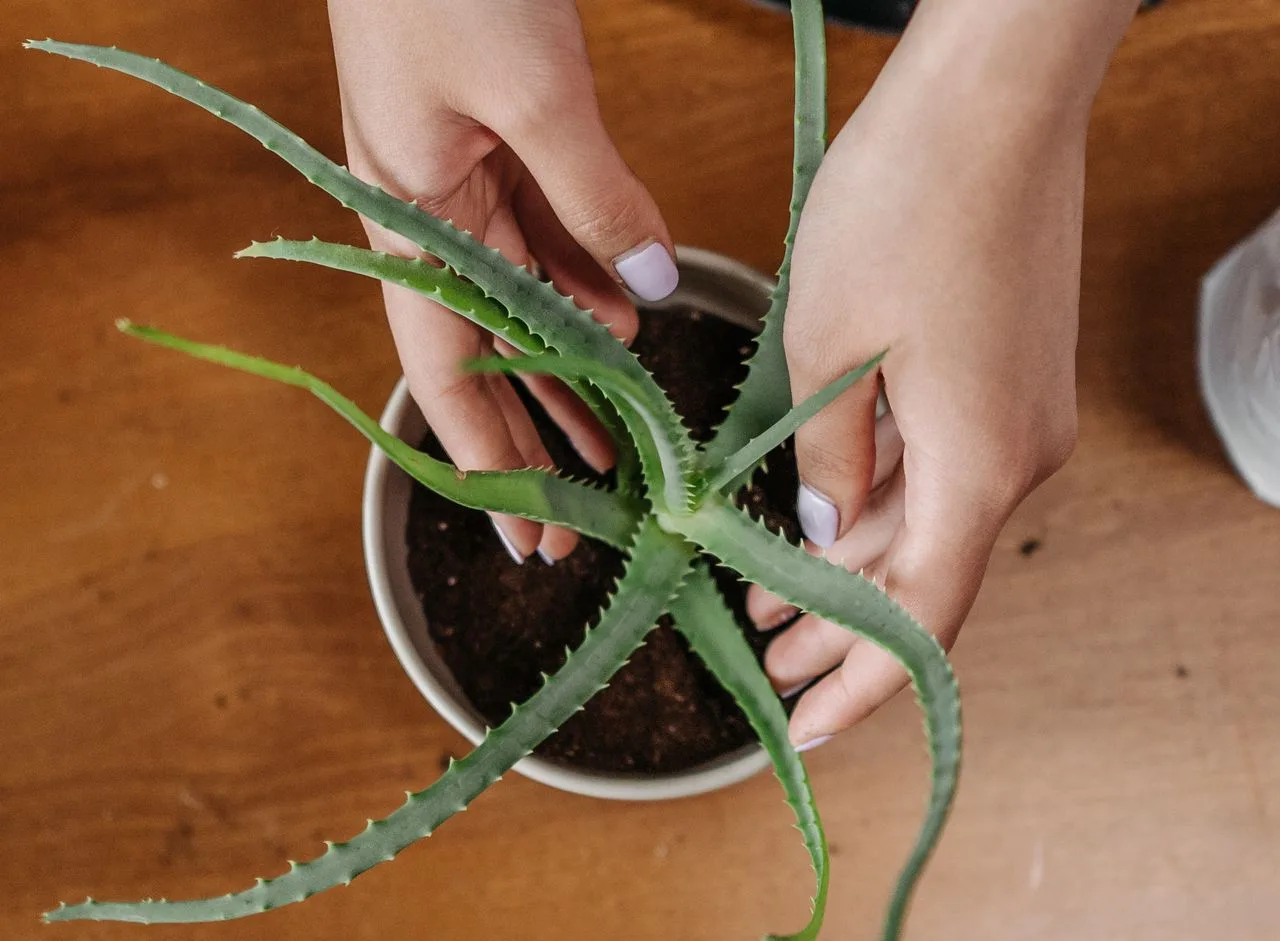 repotting and caring for aloe vera in a pot