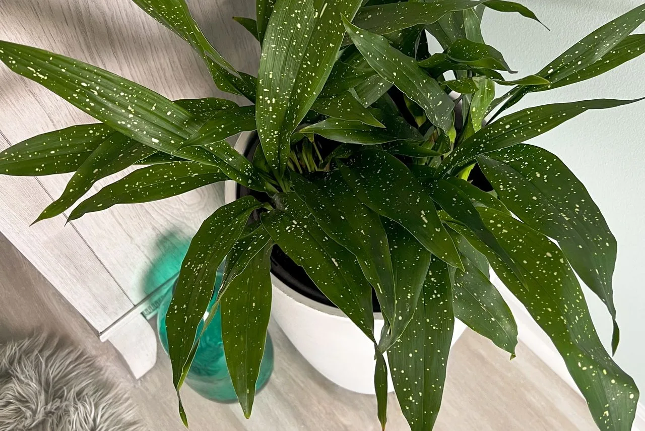 aspidistra houseplant with variegated leaves indoors