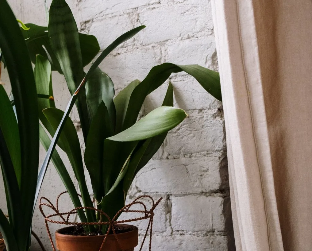 aspidistra growing in a pot indoors