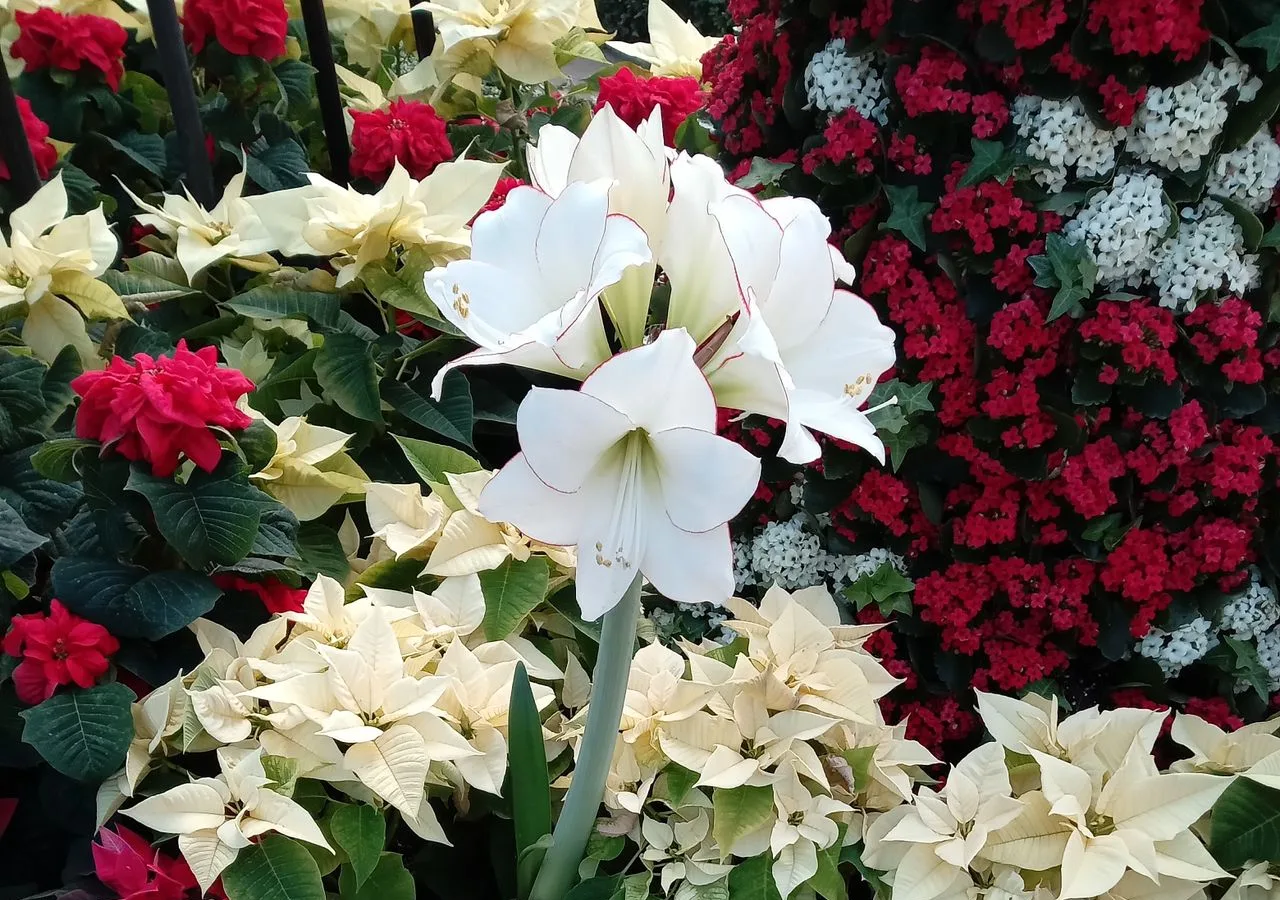 poinsettia and flowering amaryllis as Christmas houseplants