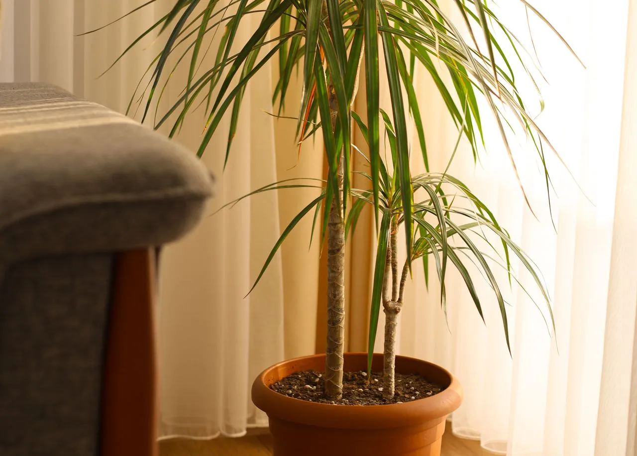 dracaena care at home